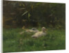 Ducks by Willem Maris