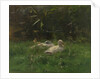 Ducks by Willem Maris