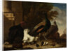 A Hen with Peacocks and a Turkey by Melchior d' Hondecoeter