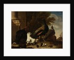 A Hen with Peacocks and a Turkey by Melchior d' Hondecoeter