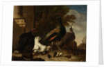 A Hen with Peacocks and a Turkey by Melchior d' Hondecoeter