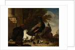 A Hen with Peacocks and a Turkey by Melchior d' Hondecoeter