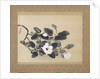 Scroll Painting with magnolia by Yamamura Kôka