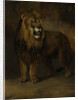 Lion, from the Menagerie of Napoleon III, Emperor of the French, 1808 by Pieter Gerardus van Os