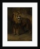 Lion, from the Menagerie of Napoleon III, Emperor of the French, 1808 by Pieter Gerardus van Os