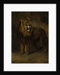 Lion, from the Menagerie of Napoleon III, Emperor of the French, 1808 by Pieter Gerardus van Os