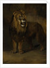 Lion, from the Menagerie of Napoleon III, Emperor of the French, 1808 by Pieter Gerardus van Os