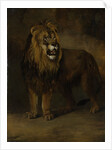 Lion, from the Menagerie of Napoleon III, Emperor of the French, 1808 by Pieter Gerardus van Os