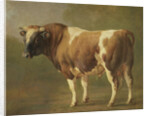 Study of a Bull by Jacques Raymond Brascassat