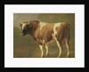 Study of a Bull by Jacques Raymond Brascassat