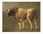 Study of a Bull by Jacques Raymond Brascassat