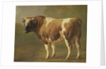Study of a Bull by Jacques Raymond Brascassat