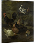 A Cock, Hens, Doves, and a Marmot by Jacomo Victors