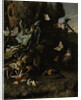 Animals and Plants by Melchior d' Hondecoeter
