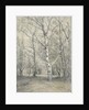 Forest of birch trees by Alphonse Stengelin
