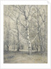 Forest of birch trees by Alphonse Stengelin
