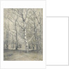 Forest of birch trees by Alphonse Stengelin