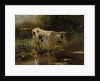 Cow beside a Ditch by Willem Maris