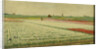 Tulip Fields by Gerrit Willem Dijsselhof