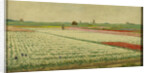 Tulip Fields by Gerrit Willem Dijsselhof