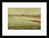Tulip Fields by Gerrit Willem Dijsselhof