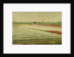 Tulip Fields by Gerrit Willem Dijsselhof