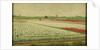 Tulip Fields by Gerrit Willem Dijsselhof