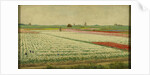 Tulip Fields by Gerrit Willem Dijsselhof