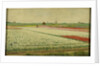 Tulip Fields by Gerrit Willem Dijsselhof