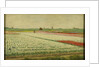 Tulip Fields by Gerrit Willem Dijsselhof
