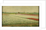 Tulip Fields by Gerrit Willem Dijsselhof