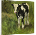 Calf, black and white spotted by Geo Poggenbeek