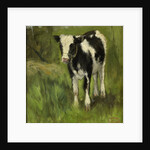 Calf, black and white spotted by Geo Poggenbeek