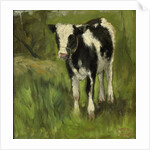 Calf, black and white spotted by Geo Poggenbeek