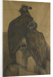 Two vultures by Theo van Hoytema