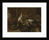 Dead Birds by Melchior d' Hondecoeter