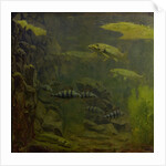 Pike and bass in an aquarium by Gerrit Willem Dijsselhof