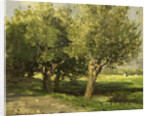 Willows by Willem Roelofs I