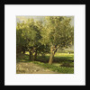 Willows by Willem Roelofs I
