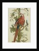 Decorative Depiction with Plants and Animals by Anonymous