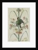 Decorative Depiction with Plants and Animals by Anonymous