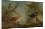 Pheasants by Aert Schouman