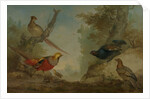 Pheasants by Aert Schouman