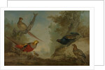 Pheasants by Aert Schouman