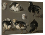 Seven Chicks by Melchior d' Hondecoeter