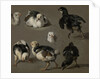 Seven Chicks by Melchior d' Hondecoeter