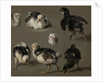 Seven Chicks by Melchior d' Hondecoeter