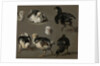 Seven Chicks by Melchior d' Hondecoeter