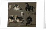Seven Chicks by Melchior d' Hondecoeter