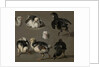Seven Chicks by Melchior d' Hondecoeter